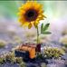 John Peterson - Facebook