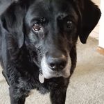 John Petrich - @petrich4335 - Instagram