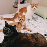 Jon, Petruska e Âmbar - @purrrfecats - Instagram