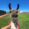 john - @john.pilli - TikTok