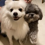 JohnLennon&Pipoca - @johnpipoka - Instagram