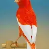 johncapitale - @johncapitale - TikTok