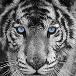 John Poh - @johnpohttl - Instagram
