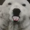 Johnpoletto5 - @tbear660 - TikTok