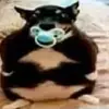 John Polito - @john.polito2 - TikTok