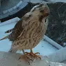 john_pugh - @john_pugh - TikTok