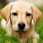 John Ranieri - @love_dogs_4life - Instagram