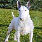 john ranieri - @ranieribread - Instagram