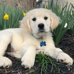 John Roselli - @john.roselli.507 - Instagram