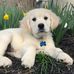John Roselli - Facebook