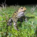 John Rowland - @johnrowlandecology - Instagram