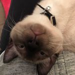 Jonh_appleseed_sacks - @john_appleseed_sacks - Instagram