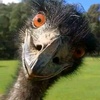 Sapien - @johnsapien - TikTok