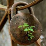 John Sapp - @thehippiehodler - Instagram