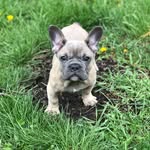 Thor son of John & Jen Scharff - @thor.the.frenchie123 - Instagram