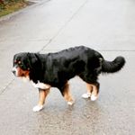 John Schubert - @schubert9708 - Instagram