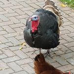 John Schuerman - @john.schuerman.1 - Instagram