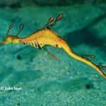 John Sear - @fishofcabbagetreebay - Instagram