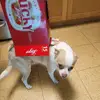 JonathanSebestyen - @jonathan.s.46 - TikTok