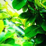 John seelema - @johnseelema - Instagram