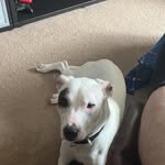 John Shaver - @optimustiger45 - Instagram