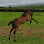 John Sheppard - @performancehorseireland - Instagram