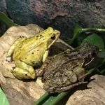 Johnnys Reptiles - @john__simons - Instagram