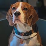 Smart beagle John & Lera - @johnsmartbeagle - Instagram