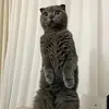 JohnSnyder - @odessqifcqv - TikTok