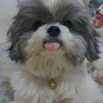 Johnny Sovich the Shihtzu - @johnytheshihtzu - Instagram