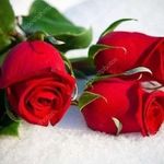 john spinelli - @johnspinelli58 - Instagram