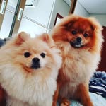 John & James Spitz - @johnisvaldo_jamesvaldo_ - Instagram