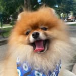 John 🐶🐾 - @john_spitz_ - Instagram
