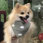 John 🐶 - @john_spitzalemao - Instagram
