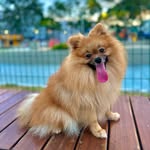 John | Spitz Alemão Anão - @john_poms - Instagram