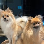 John 💙e jhuli ❤️ - @john.jhuli_spitz - Instagram
