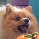 John Ervedoza Spitz - @john.spitzdog - Instagram