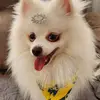 John Spitz - @johnsnowspitz - TikTok