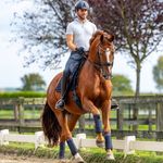 John Tijssen Sporthorses - @johntijssensporthorses - Instagram