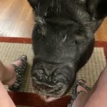 Johnnie Springman - @charlottethepig1 - Instagram
