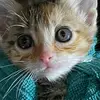 John Spurling - @adorablekittens568 - TikTok
