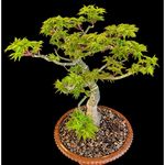 John Starkey - @johnsbonsai_67 - Instagram