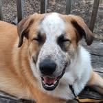 Bernie - @st.john.bernard - Instagram