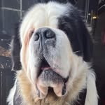 Elizabeth Naughton - @johnjoe_stbernard - Instagram