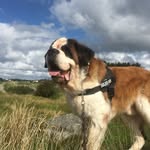 Elton John - St Bernard - @elton_john_stbernard - Instagram