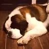 John Joe - @johnjoe_stbernard - TikTok