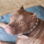 John Stensrud - @sweet_florabama_bullies - Instagram