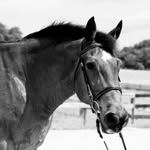 John Stephens - @johns_equestrian - Instagram