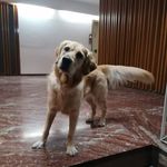 John Stratis - @johnstratis - Instagram