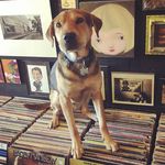 Jon Stroker - @mrpuppystastyvinyl - Instagram